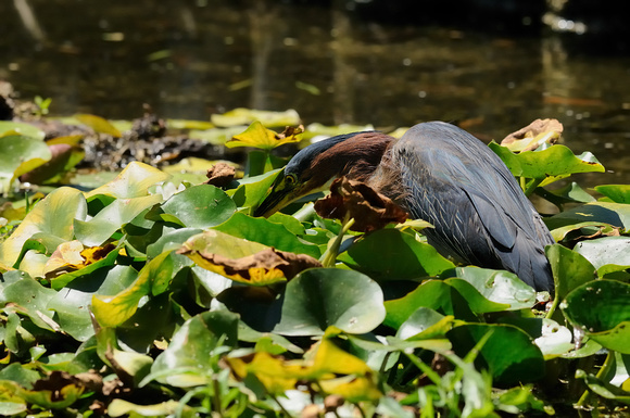 "Taking a Closer Look"   Adult Green Heron VI or Butorides virescens