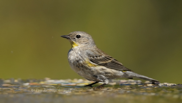 Yellow-rumped Warbler    or Dendroica coronata