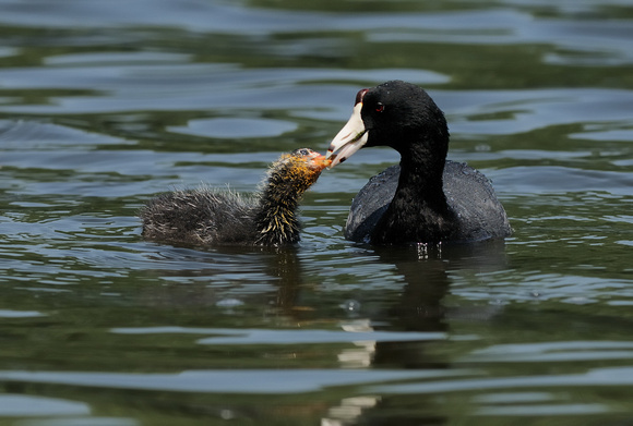 "Dinner is Served"   American Coot Chick & Parent    or Fulica americana
