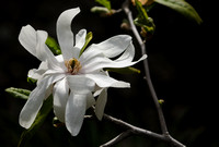 Magnolia stellata or 'Royal star' Magnolia IV