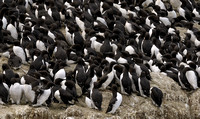 Common Murre     or   Uria aalge      V