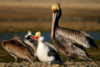 "Now - - Did You Get All That."       Pelican Neck Calisthenics or.....   XVII Brown Pelican Male