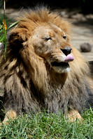 "King of the Beasts" the African Lion - male