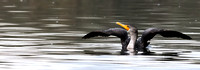 "Look I'm Flying....."    Juvenile Double-crested Cormorant