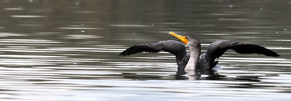 "Look I'm Flying....."    Juvenile Double-crested Cormorant