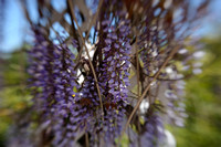 Blooming Wisteria