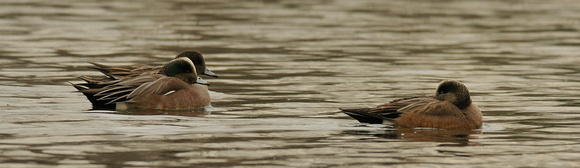 "I don't look where I'm swimming"    American Wigeon