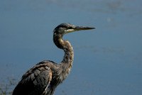 Great Blue Heron or GBH to the "in" crowd