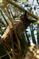 Great Horned Owl     or Bubo virginianus