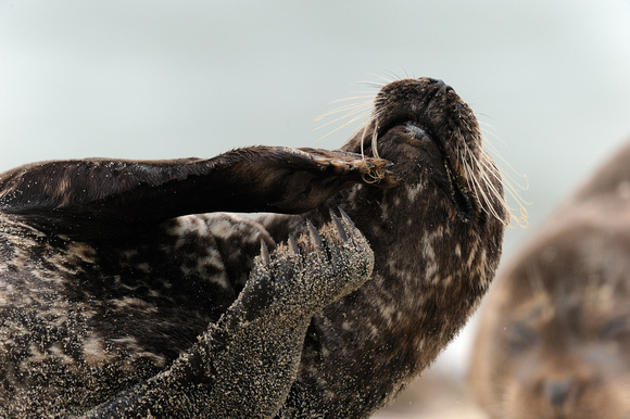 Resting female California Harbor Seal VI