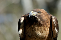 Red-tailed Hawk    or Buteo jamaicensis