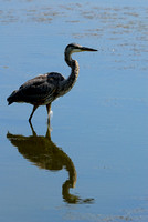Great Blue Heron or GBH #2