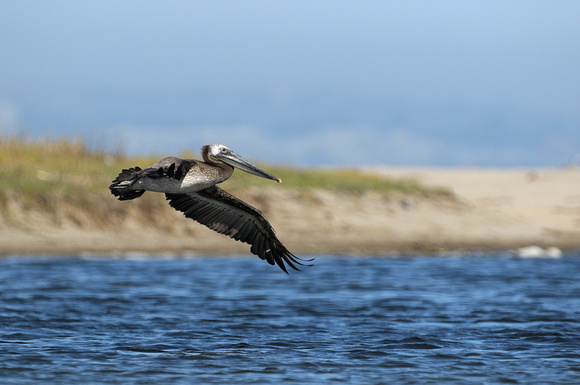 "In Flight"  Brown Pelican   or Pelicanus occidentalis