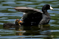 American Coot   or Fulica americana     chick with parent    II