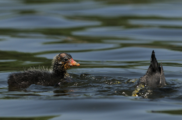 "Mom's Getting Dinner"    American Coot Chick or Fulica americana