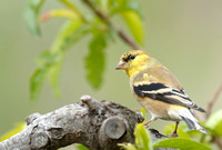 45% crop Male America Goldfinch    or Carduelis tristis