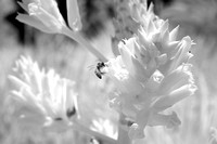Bee visiting Bloom in the Desert Garden