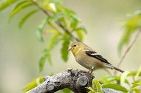 America Goldfinch    or Carduelis tristis