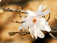 Magnolia stellata 'Royal star' Magnolia
