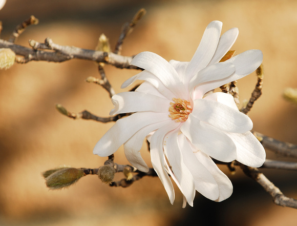 Magnolia stellata 'Royal star' Magnolia