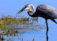 Great Blue Heron or GBH #3