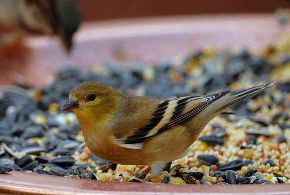 Female Lesser Goldfinch (Western variety) 55% crop - -  Confirmed