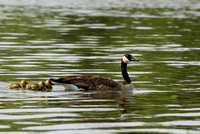 Canada Goose    or  Branta canadensis    family outing in the dam....