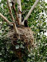 Female Double-crested Cormorant in nest (on eggs) or Phalacrocorax auritus
