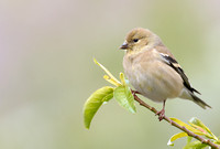 50% crop America Goldfinch    or Carduelis tristis