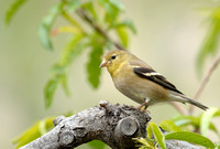 40% crop America Goldfinch    or Carduelis tristis