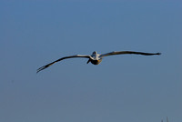 Wingspan from behind.....
