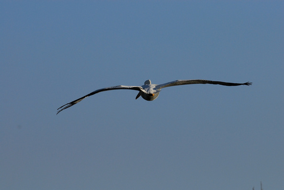 Wingspan from behind.....