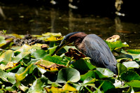 "Anything of Interest In Here?"   Adult Green Heron V or Butorides virescens