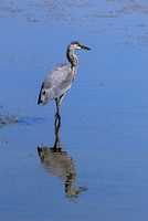 Great Blue Heron or GBH #4