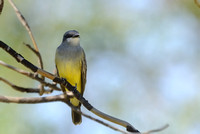 Western Kingbird (I think - need to get confirmed)    or Tyrannus verticalis