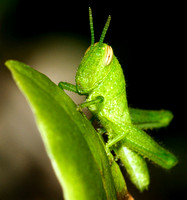 Grasshopper of the "Tiny Kind"