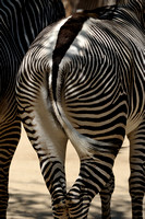 Zebra Patterns......