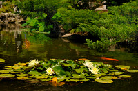 The Pond in the Japanese Garden at the Huntington Library & Botanical Gardens    (NX2 version)