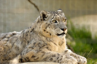Snow Leopard V