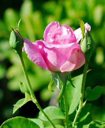 Rose in the garden.....