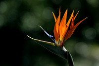 Bird of Paradise with Visitor....