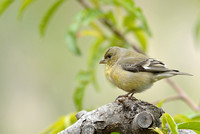 40% crop female Lesser Goldfinch     or Carduelis psaltria