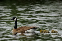 Canada Goose    or  Branta canadensis    family outing in the dam.... V