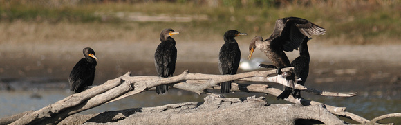 "The Antisocial Group" Double-Crested Cormorant -  group of adults & an immature