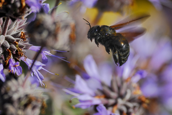 BIF - - Bumblebee In Flight
