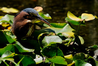 "It Tasted This Good!"  Adult Green Heron IX or Butorides virescens
