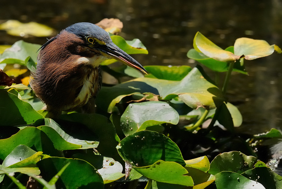 "It Tasted This Good!"  Adult Green Heron IX or Butorides virescens