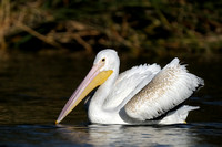 Juvenile American White Pelican   III or Pelecanus erythrorhynchos