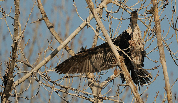 "Not a Good Place to Land V" Immature Double-crested Cormorant or Phalacrocorax auritus