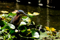 "Now What...."   Adult Green Heron XV or Butorides virescens